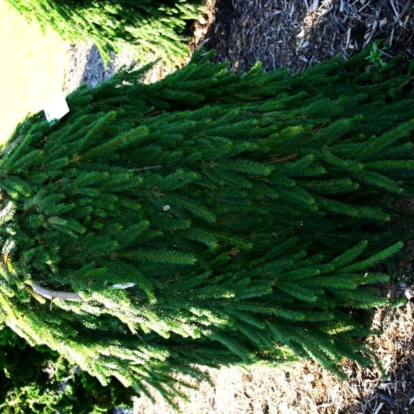 Hänge-Fichte 'Inversa' (Picea abies)