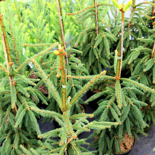 Hänge-Fichte 'Pendula' (Picea abies)