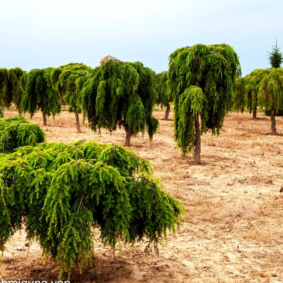 Hänge-Hemlocktanne 'Pendula' (Tsuga canadensis)