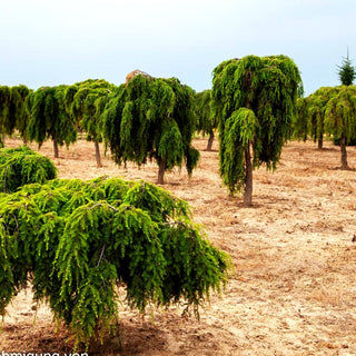 Hänge-Hemlocktanne 'Pendula' (Tsuga canadensis)