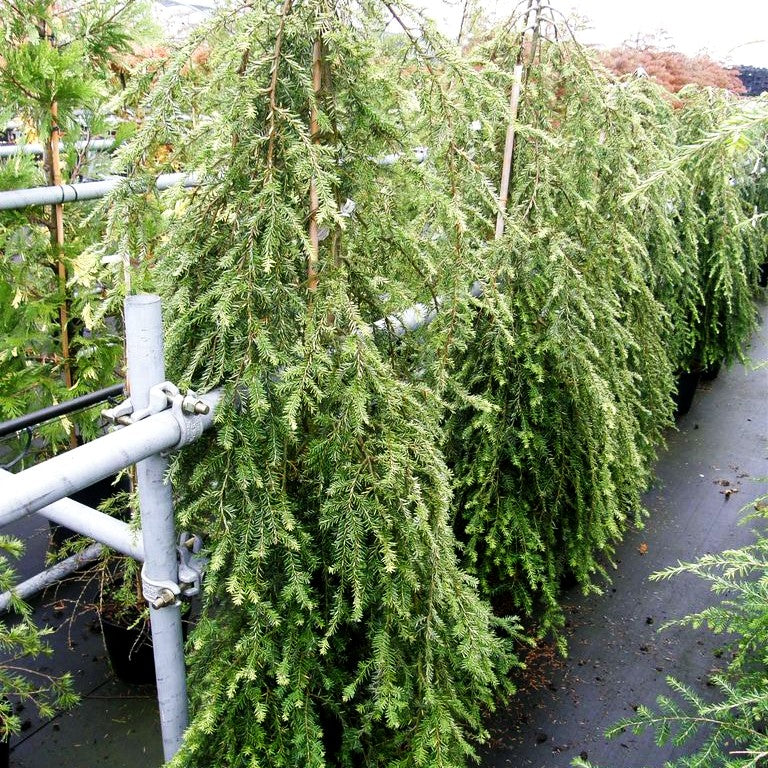 Hänge-Hemlocktanne 'Pendula' (Tsuga canadensis)
