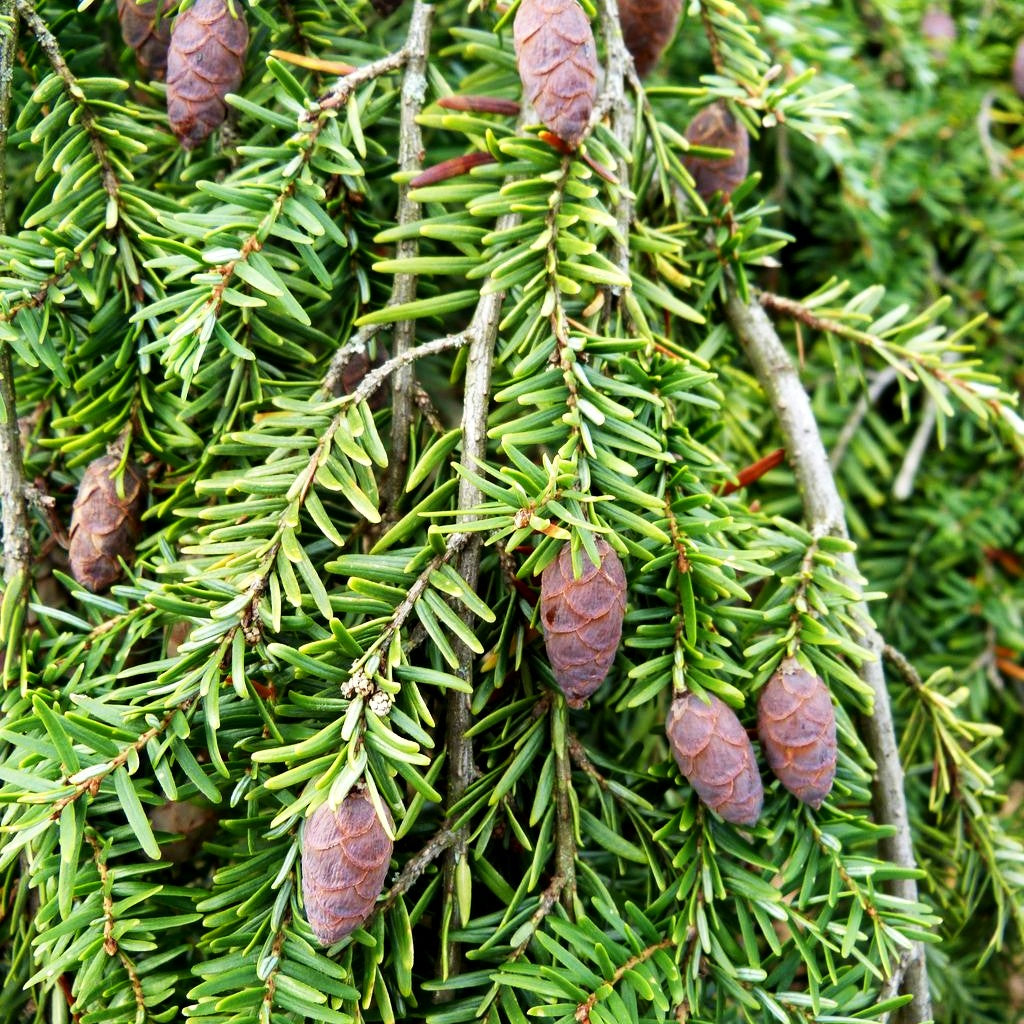 Hänge-Hemlocktanne 'Pendula' (Tsuga canadensis)