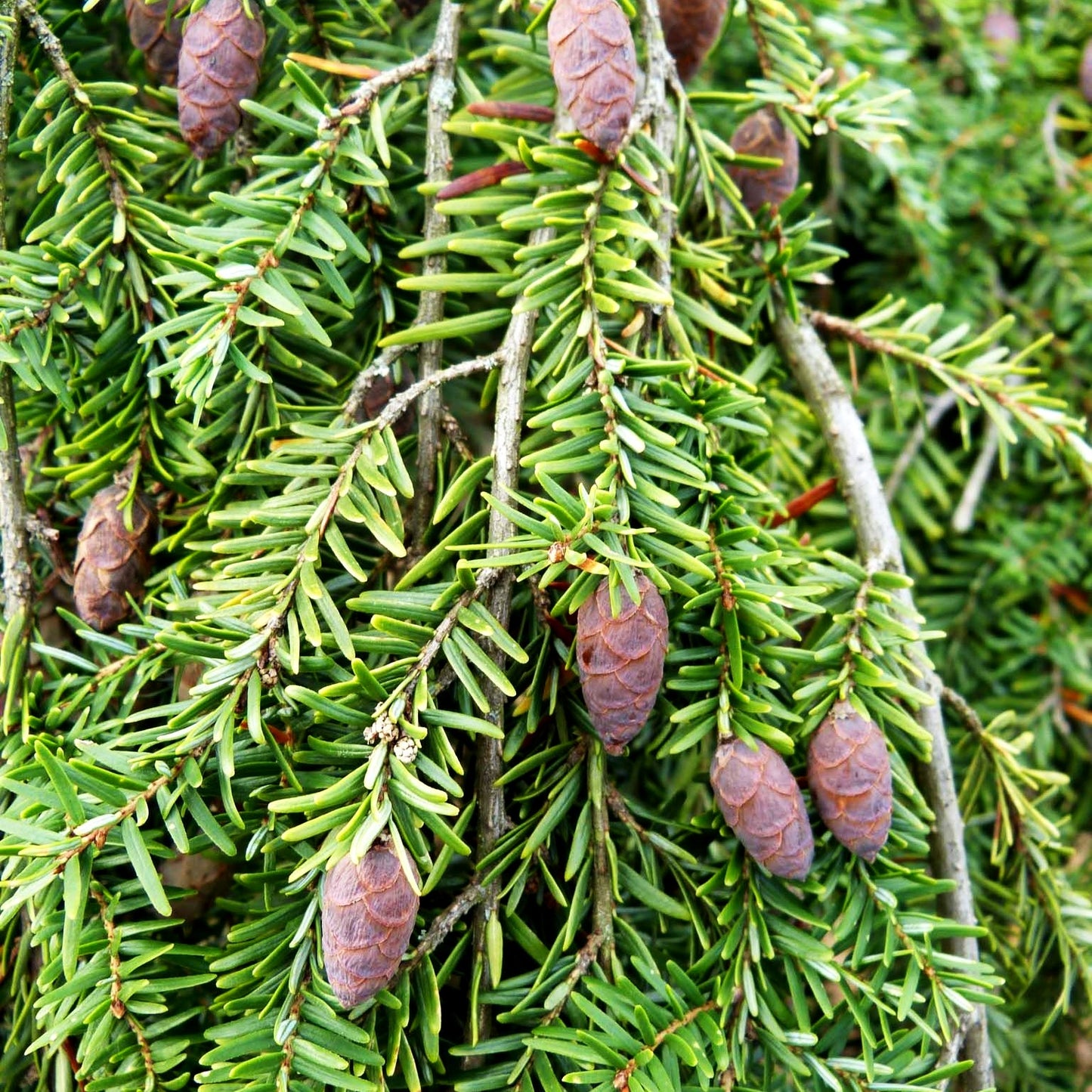 Hänge-Hemlocktanne 'Pendula' (Tsuga canadensis)
