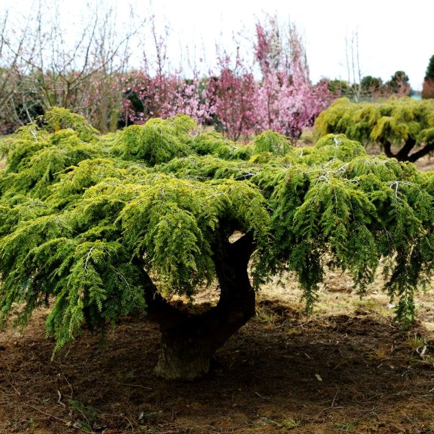 Hänge-Hemlocktanne 'Pendula' (Tsuga canadensis)