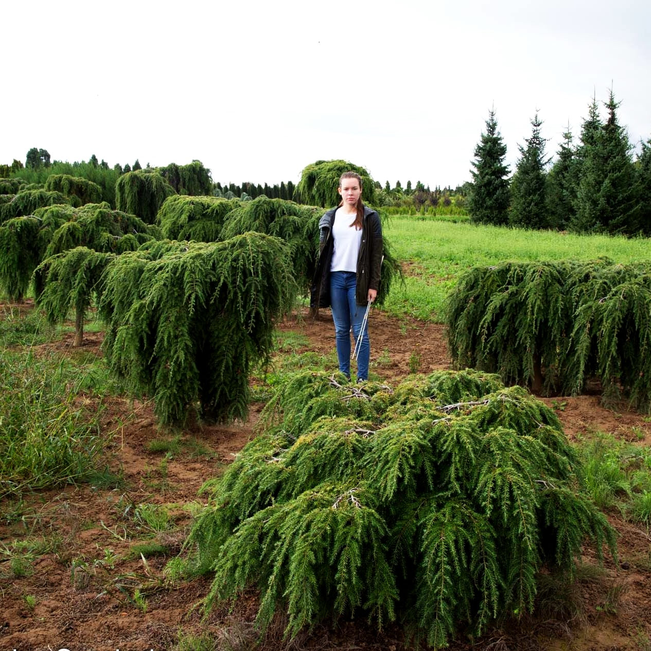 Hänge-Hemlocktanne 'Pendula' (Tsuga canadensis)