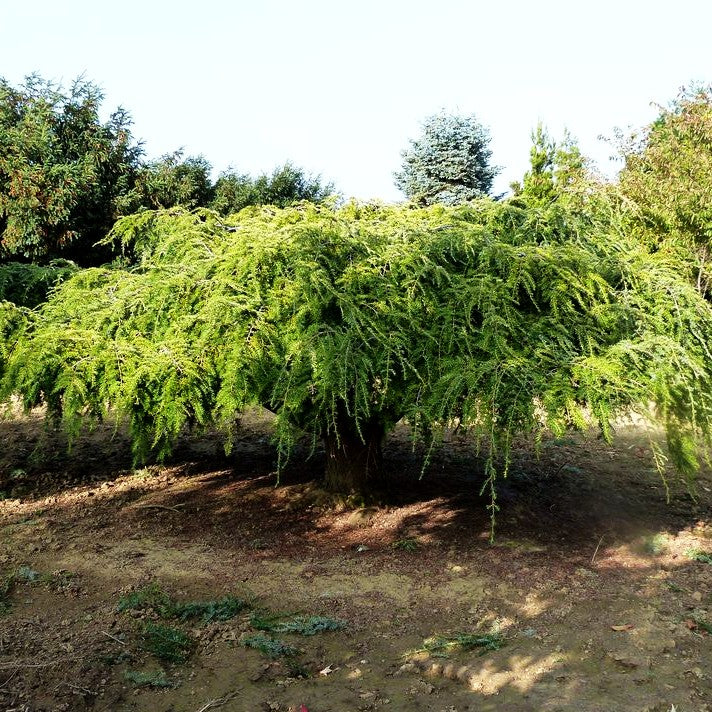 Hänge-Hemlocktanne 'Pendula' (Tsuga canadensis)