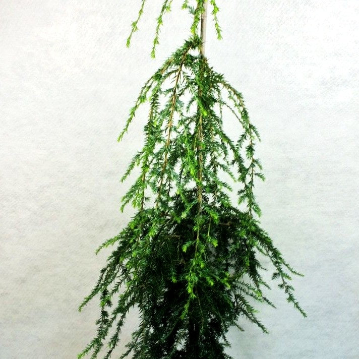 Hänge-Hemlocktanne 'Pendula' (Tsuga canadensis)