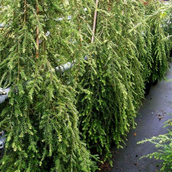 Hänge-Hemlocktanne 'Pendula' (Tsuga canadensis)