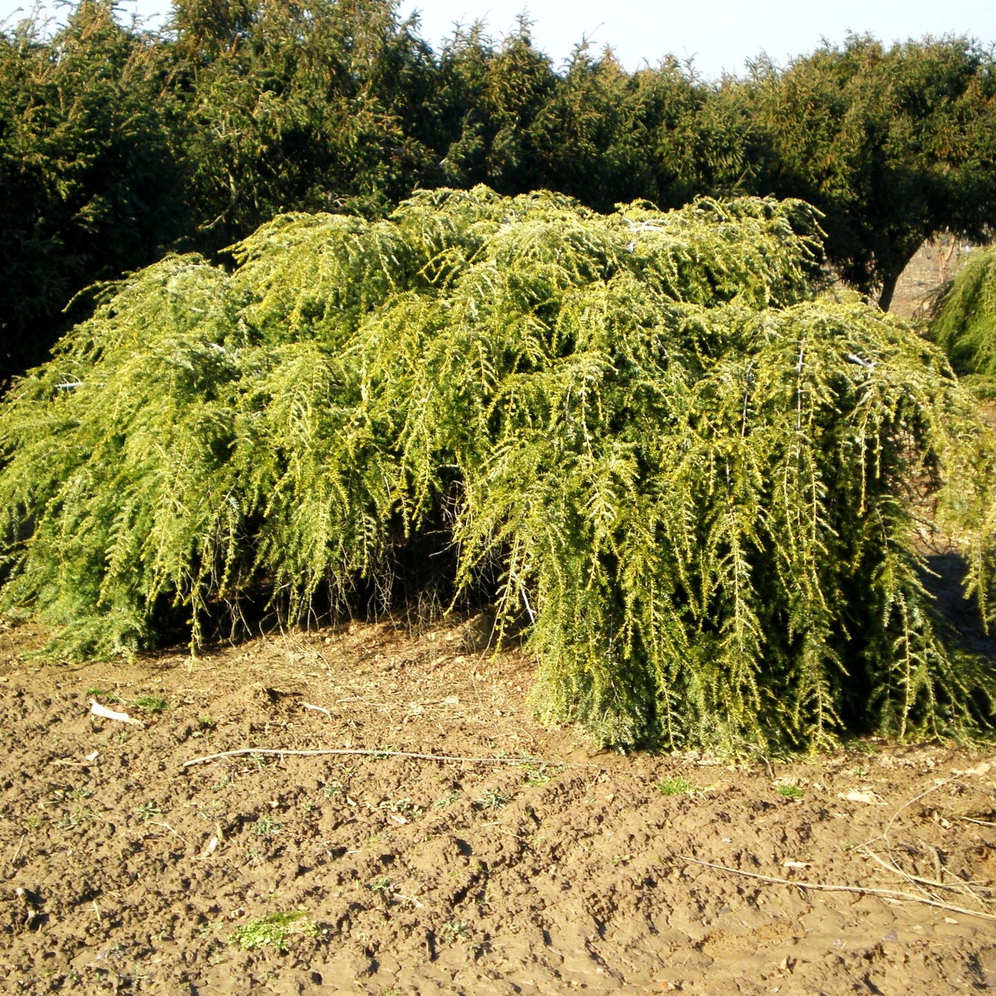 Hänge-Hemlocktanne 'Pendula' (Tsuga canadensis)