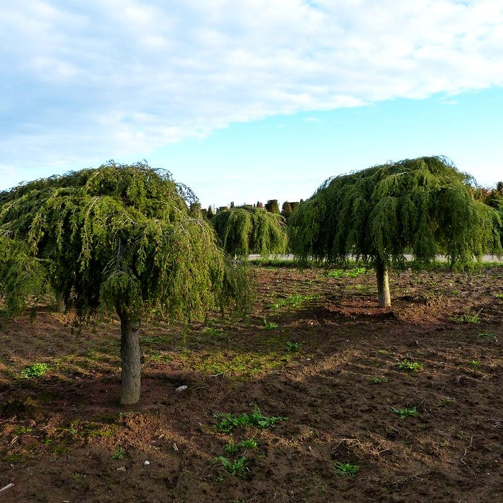 Hänge-Hemlocktanne 'Pendula' (Tsuga canadensis)