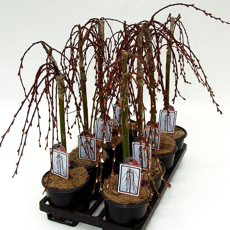 Hänge-Kätzchen-Weide 'Kilmarnock' (Salix caprea)