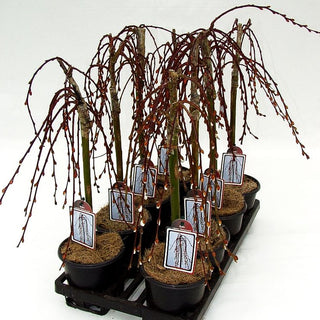 Hänge-Kätzchen-Weide 'Kilmarnock' (Salix caprea)