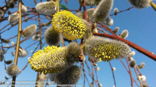Hänge-Kätzchen-Weide 'Pendula' (Salix caprea)
