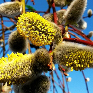 Hänge-Kätzchen-Weide 'Pendula' (Salix caprea)