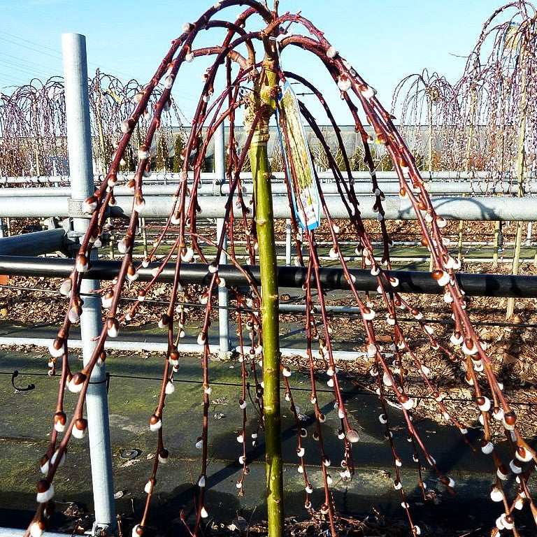 Hänge-Kätzchen-Weide 'Pendula' (Salix caprea)