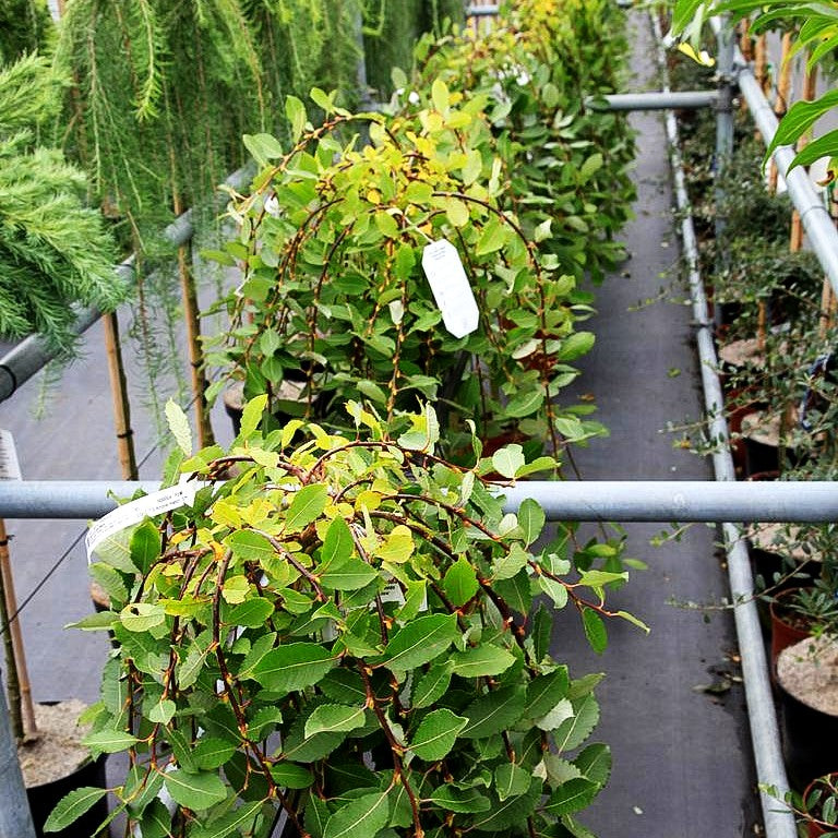 Hänge-Kätzchen-Weide 'Pendula' (Salix caprea)