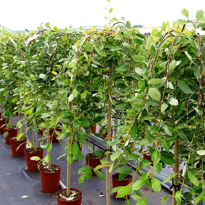 Hänge-Kätzchen-Weide 'Pendula' (Salix caprea)