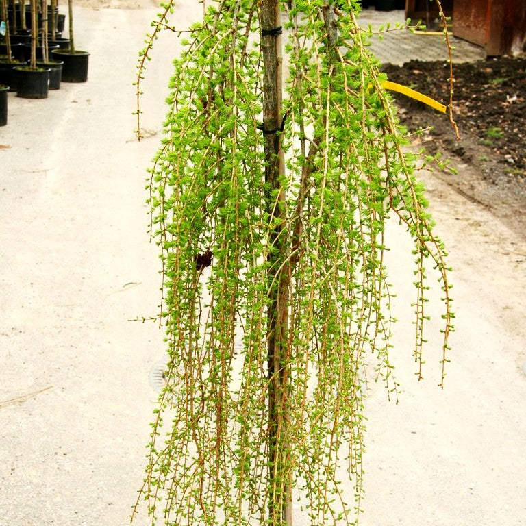 Hänge-Lärche 'Puli' (Larix decidua)