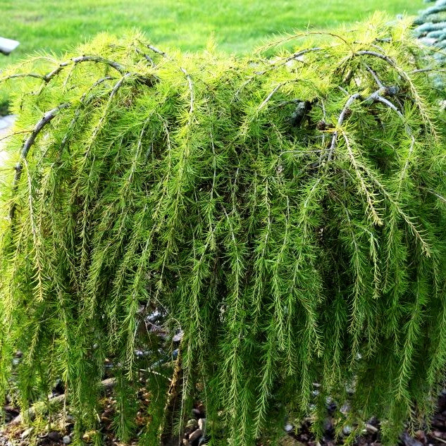 Hänge-Lärche 'Puli' (Larix decidua)