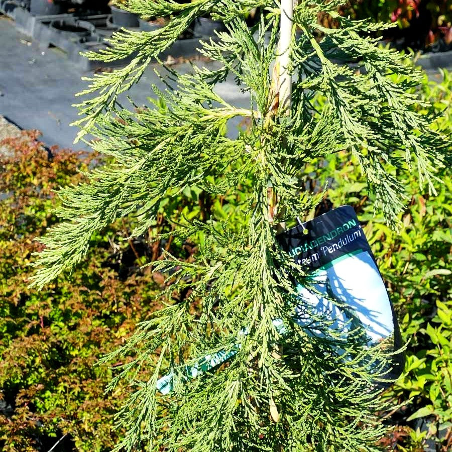 Hänge-Mammutbaum 'Pendulum' (Sequoiadendron gigant.)