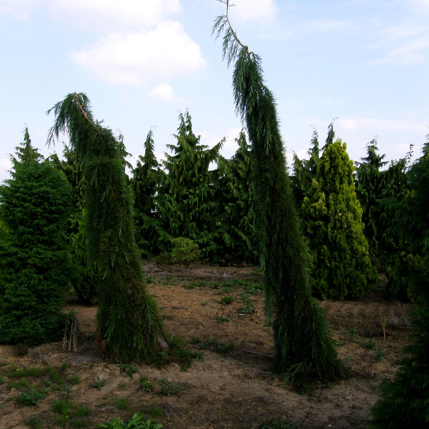 Hänge-Mammutbaum 'Pendulum' (Sequoiadendron gigant.)