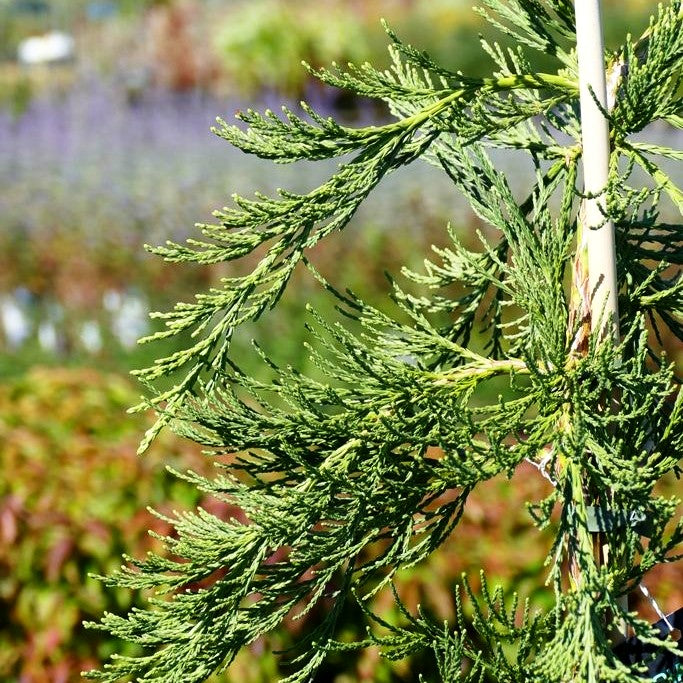 Hänge-Mammutbaum 'Pendulum' (Sequoiadendron gigant.)
