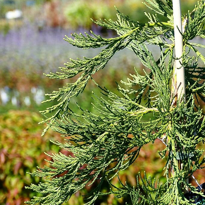 Hänge-Mammutbaum 'Pendulum' (Sequoiadendron gigant.)