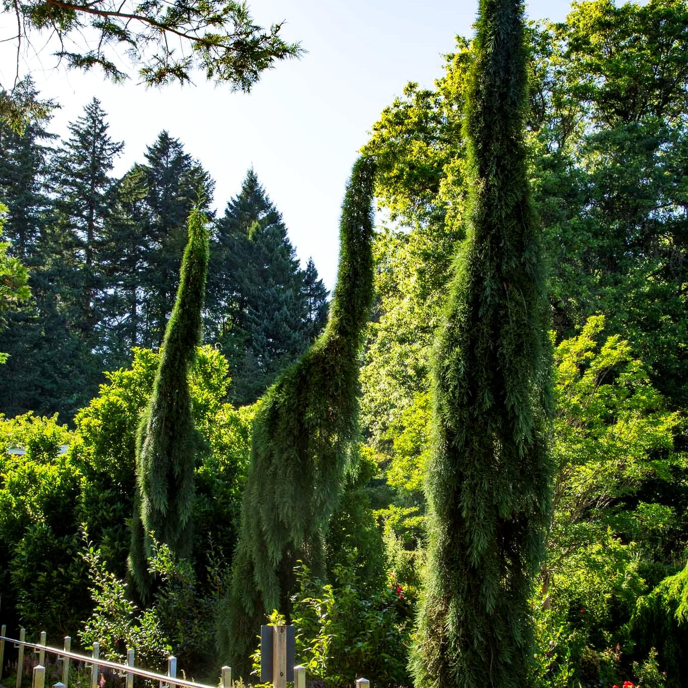 Hänge-Mammutbaum 'Pendulum' (Sequoiadendron gigant.)
