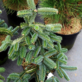 Hänge-Nordmanns-Tanne 'Pendula' (Abies nordmanniana)