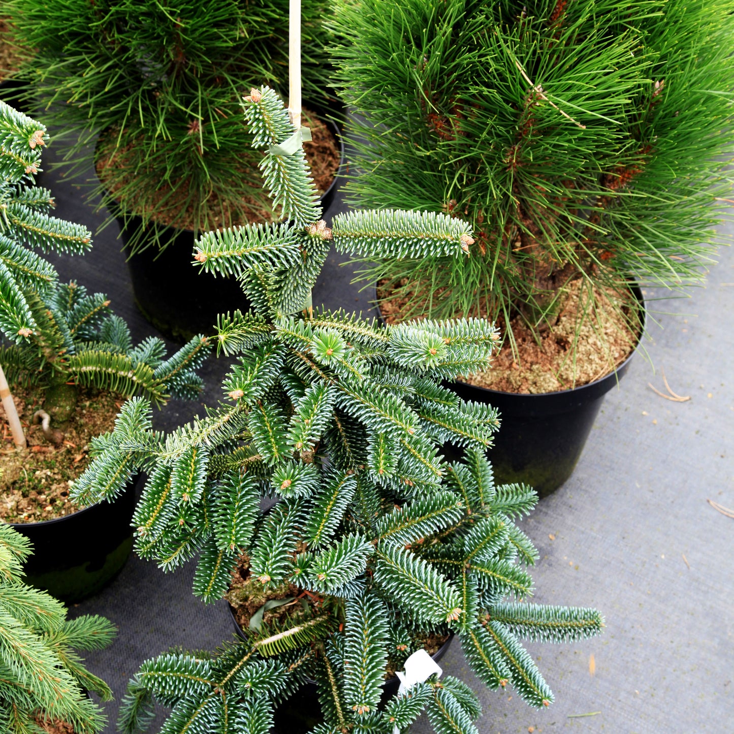 Hänge-Nordmanns-Tanne 'Pendula' (Abies nordmanniana)