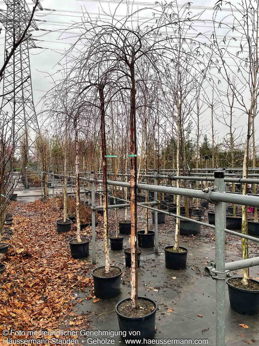 Hänge-Schwarzbirke 'Summer Cascade' (Betula nigra)