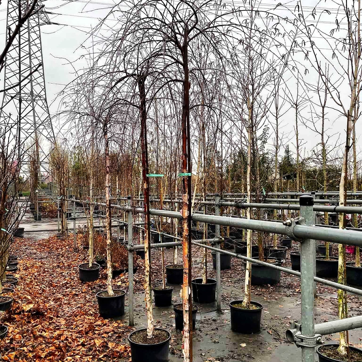 Hänge-Schwarzbirke 'Summer Cascade' (Betula nigra)