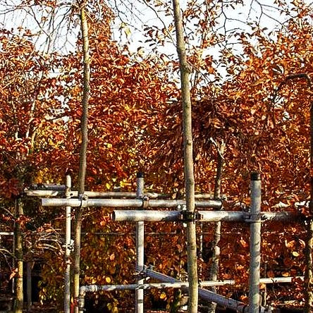 Hänge-Ulme 'Horizontalis' (Ulmus glabra)