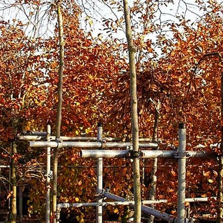 Hänge-Ulme 'Horizontalis' (Ulmus glabra)