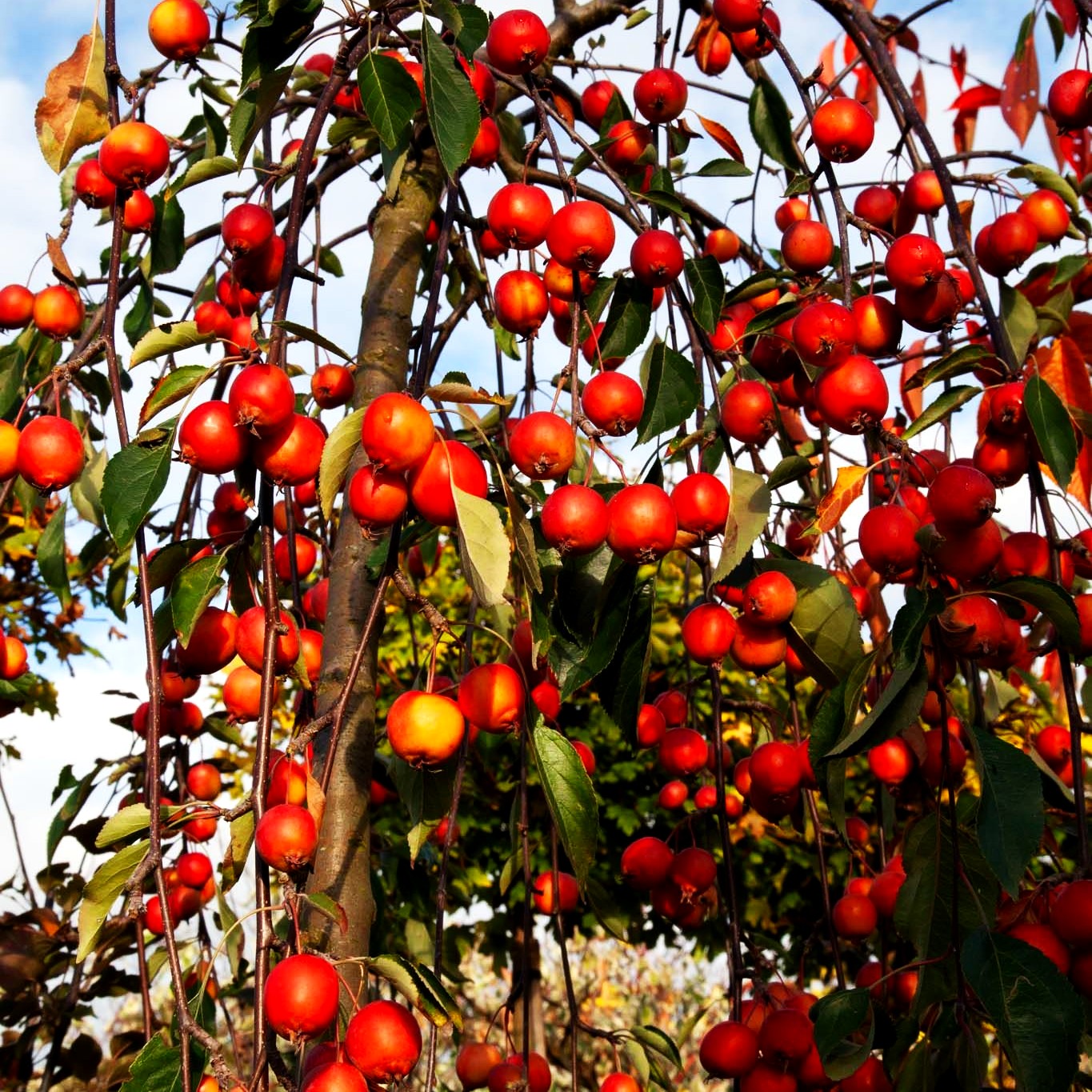 Hänge-Zier-Apfel 'Cheal's Weeping' (Malus x cult.)