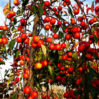 Hänge-Zier-Apfel 'Cheal's Weeping' (Malus x cult.)