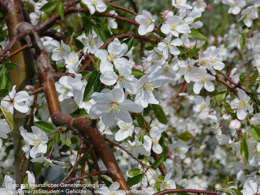 Hänge-Zier-Apfel 'Fontana' (Malus x cult.)