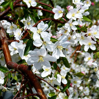 Hänge-Zier-Apfel 'Fontana' (Malus x cult.)