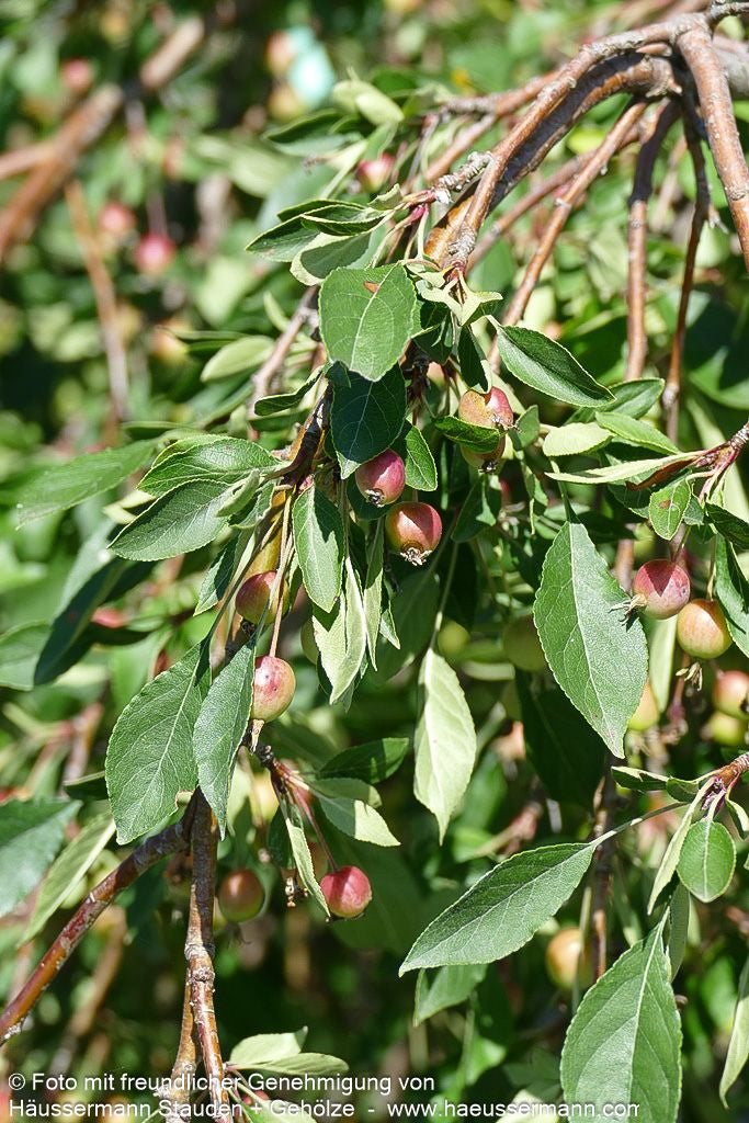 Hänge-Zier-Apfel 'Fontana' (Malus x cult.)