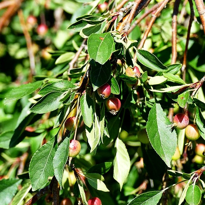 Hänge-Zier-Apfel 'Fontana' (Malus x cult.)