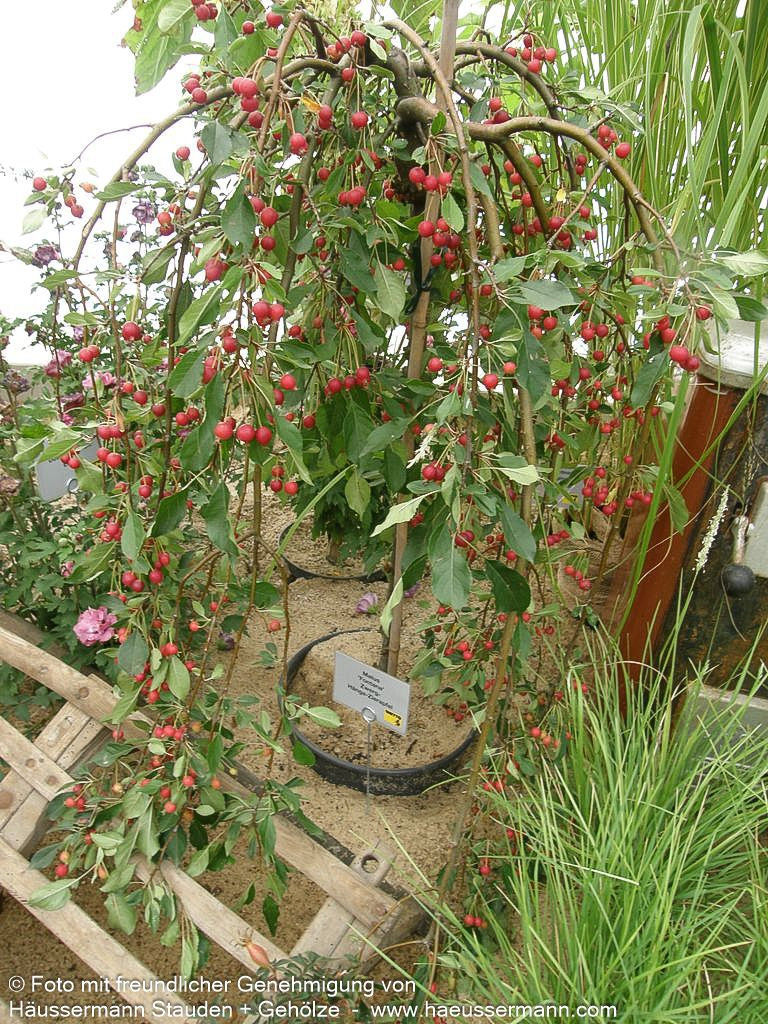Hänge-Zier-Apfel 'Fontana' (Malus x cult.)