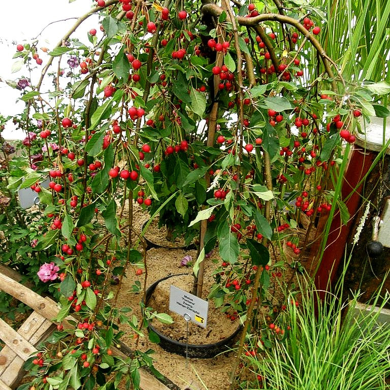 Hänge-Zier-Apfel 'Fontana' (Malus x cult.)