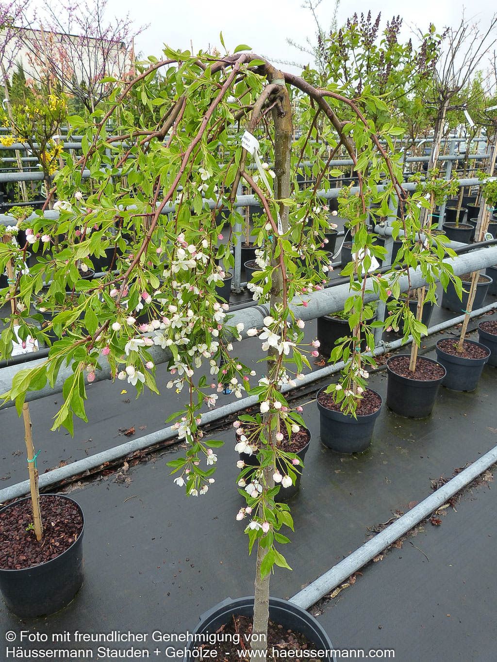 Hänge-Zier-Apfel 'Fontana' (Malus x cult.)