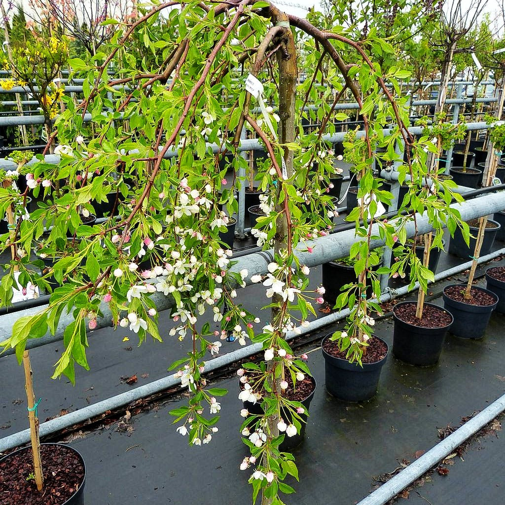 Hänge-Zier-Apfel 'Fontana' (Malus x cult.)
