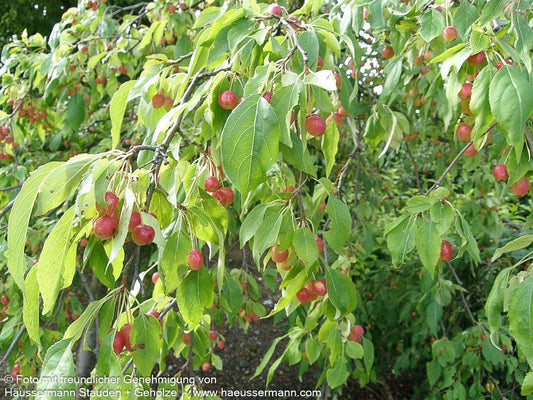 Hänge-Zier-Apfel 'Red Jade' (Malus x cult.)