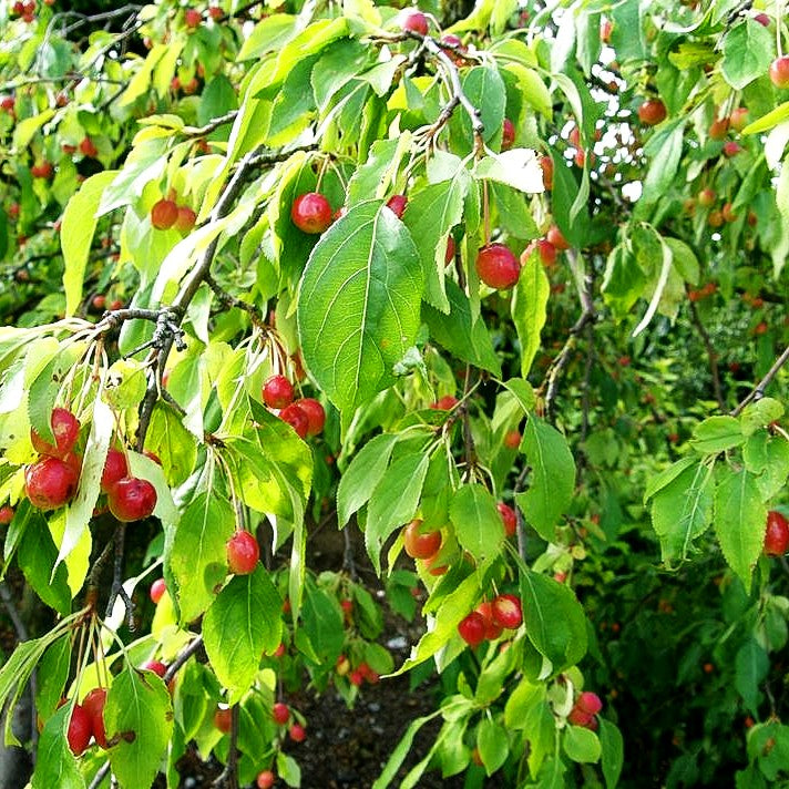 Hänge-Zier-Apfel 'Red Jade' (Malus x cult.)