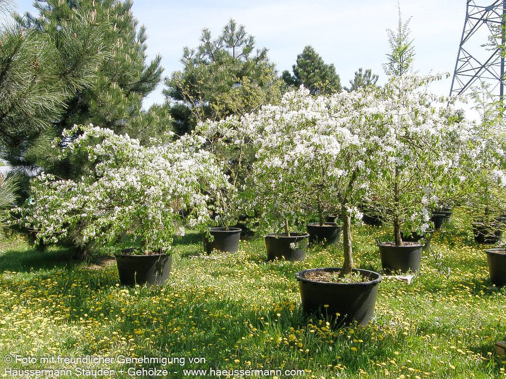 Hänge-Zier-Apfel 'Red Jade' (Malus x cult.)
