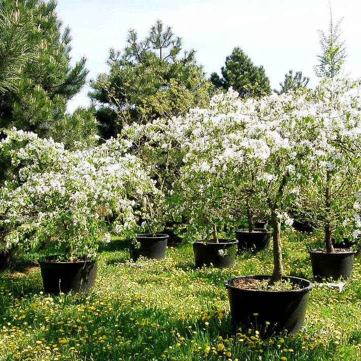 Hänge-Zier-Apfel 'Red Jade' (Malus x cult.)