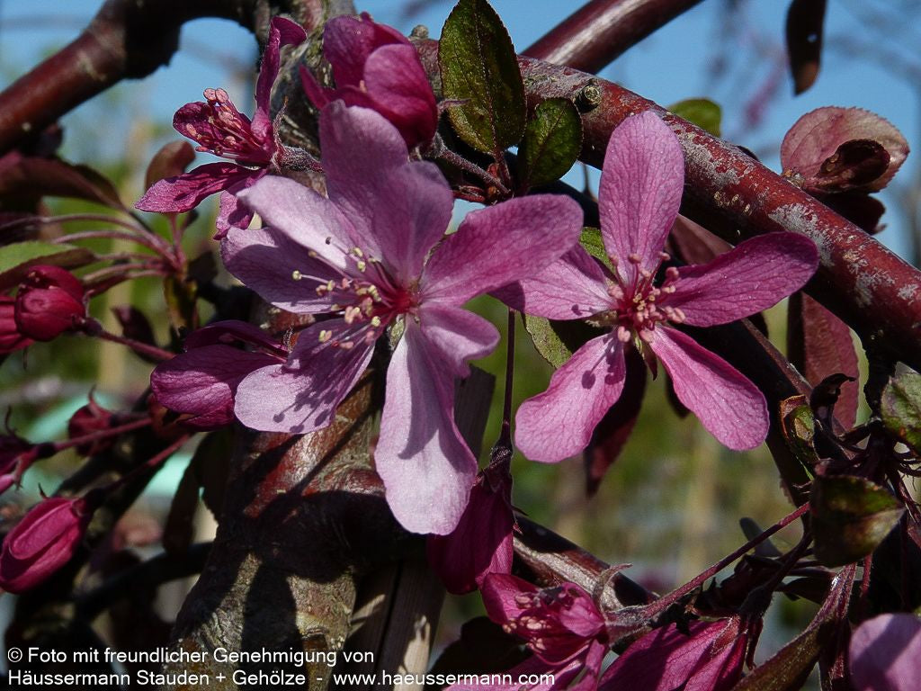 Hänge-Zier-Apfel 'Royal Beauty' (Malus x cult.)