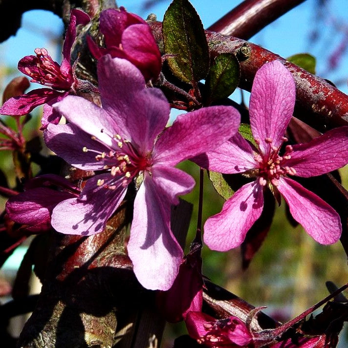 Hänge-Zier-Apfel 'Royal Beauty' (Malus x cult.)